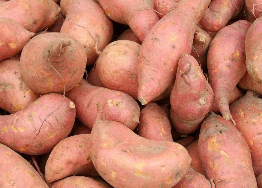 標準型紅薯淀粉生產(chǎn)線