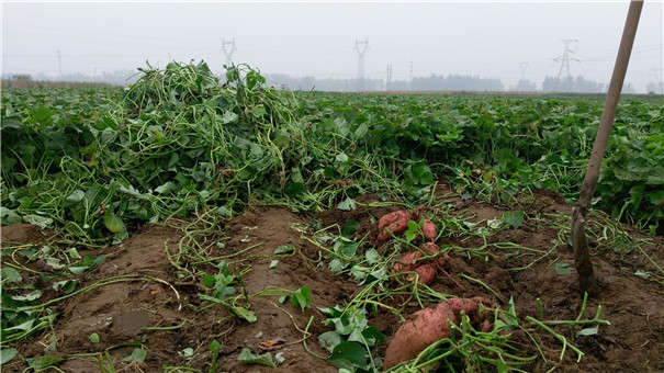 高溫多雨季節(jié)，紅薯種植怎樣才能高產(chǎn)？生長(zhǎng)中期一定做好這5點(diǎn)