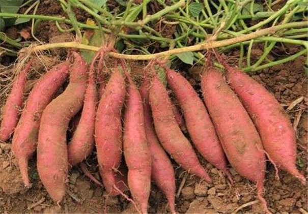 高溫多雨季節(jié)，紅薯種植怎樣才能高產(chǎn)？生長(zhǎng)中期一定做好這5點(diǎn)