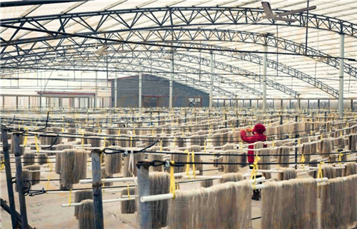 開辦一家紅薯粉絲粉條加工廠我們需要準備些什么？